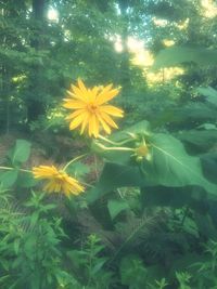 Close-up of yellow flower