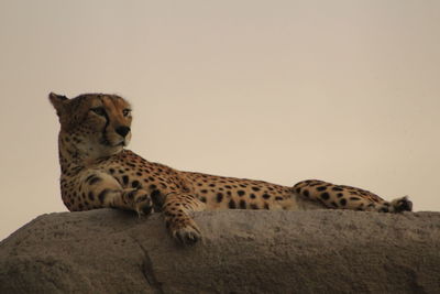 View of a cat resting