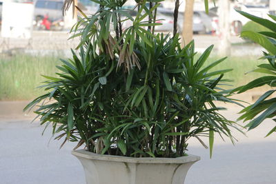 Close-up of potted plant against blurred background