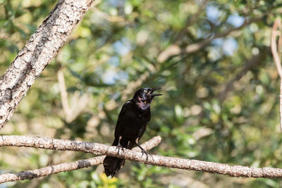 Low angle view of bird perching on branch