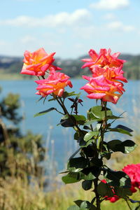 Close-up of pink flowering plant