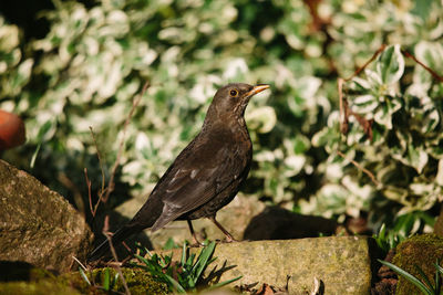 Close-up of bird perching outdoors