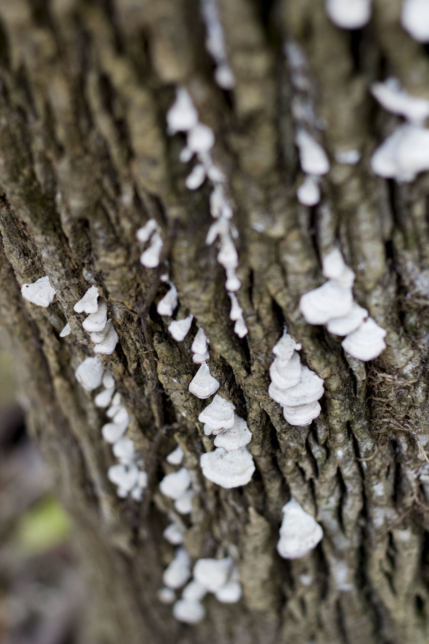 CLOSE-UP OF TREE TRUNK ON WALL