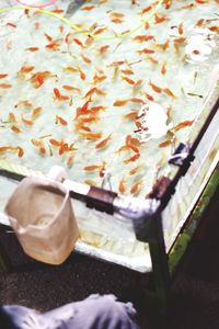 High angle view of fish in container