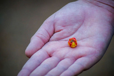 Close-up of hand holding small