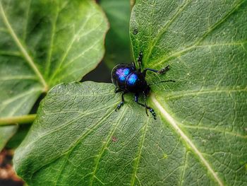 Close-up of insect on leaves