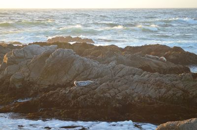 Seal on rock formation in sea 