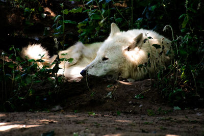 View of a dog on field