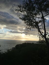 Silhouette tree by sea against sky during sunset