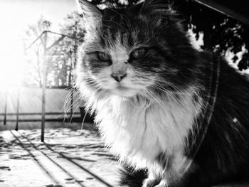 Close-up of cat against sky