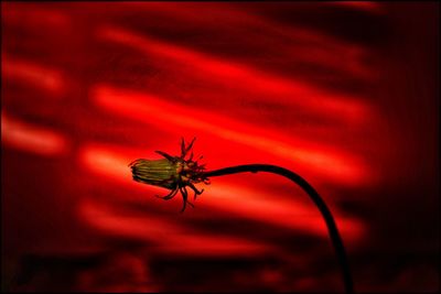 Close-up of insect on red flower