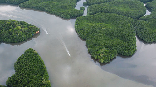 High angle view of plants growing on land