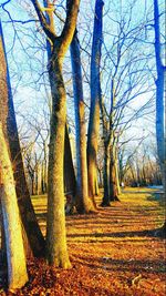 Trees in forest