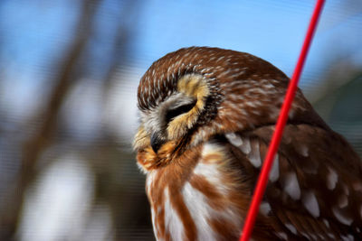 Close-up of a bird looking away