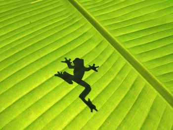 Close-up of lizard on leaves