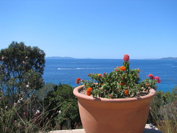 Plants growing by sea against clear blue sky