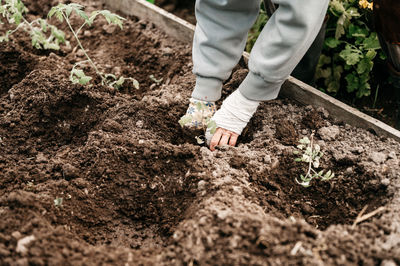 Female hands senior woman planting seedlings sprouts vegetable plant tomatoes in soil in a garden