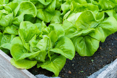 Close-up of fresh green leaf in garden