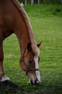 Close-up of horse on field