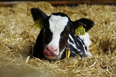 Close-up of cow on hay