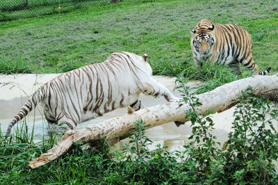 Zebras in a zoo