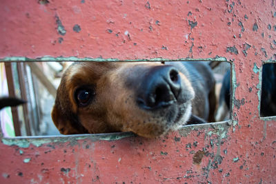 Close-up portrait of dog against wall