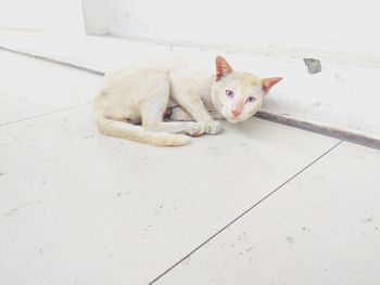 Portrait of white cat on floor