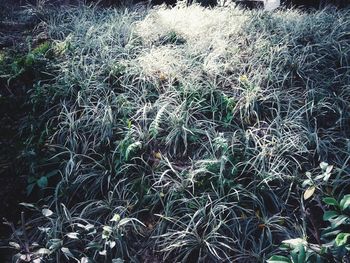 Full frame shot of plants on field