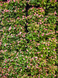 Full frame shot of pink flowering plants