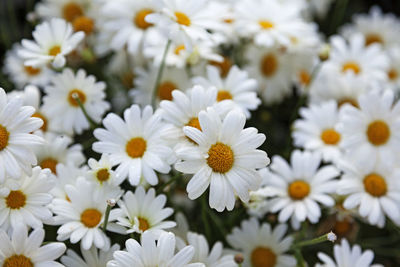 Lots of daisies-like flowers in a park west of town in umea