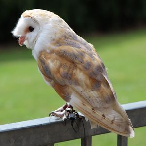 Close-up of owl perching outdoors