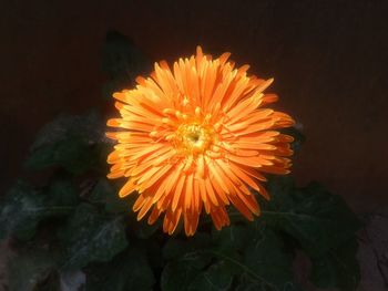 Close-up of yellow flower