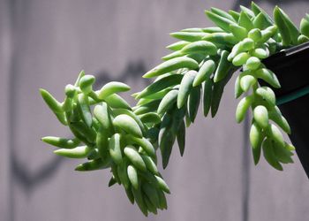 Close-up of succulent plant