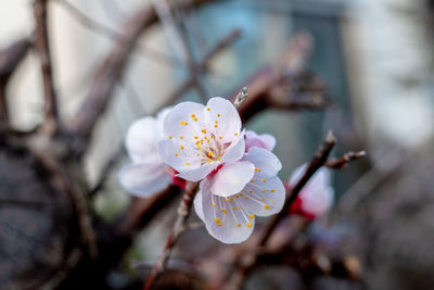 Close-up of cherry blossoms in spring