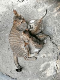 High angle view of cat sleeping
