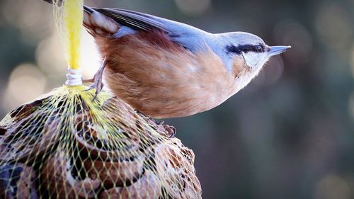 Close-up of a bird