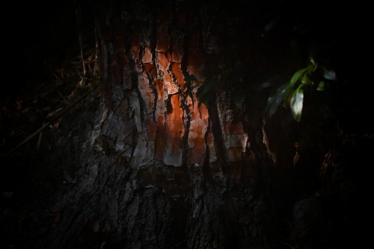 CLOSE-UP OF TREE TRUNK IN CAVE