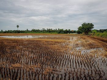 Scenic view of agricultural field against sky