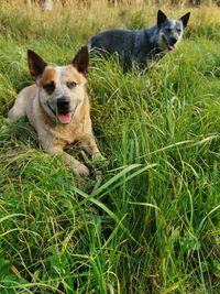 Portrait of dog relaxing on field