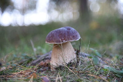 Close-up of mushroom growing on field