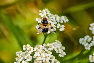 Close-up of bee pollinating on flower