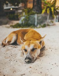 View of a dog resting on land