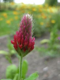 Close-up of pink flower