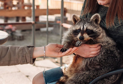 The girl holds a raccoon in her arms. the second girl holds out her hand to him. 