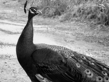 Close-up of a bird on a field