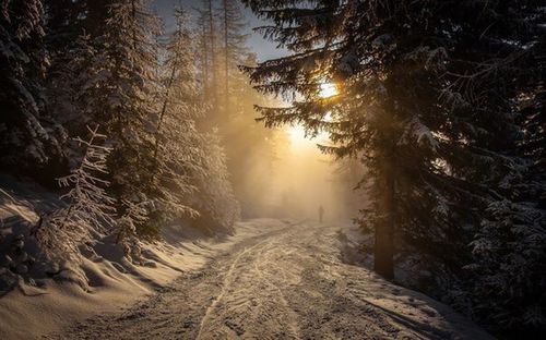 Sun shining through trees