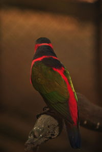 Close-up of parrot perching on leaf