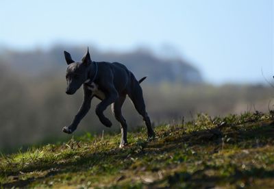 View of dog running on field