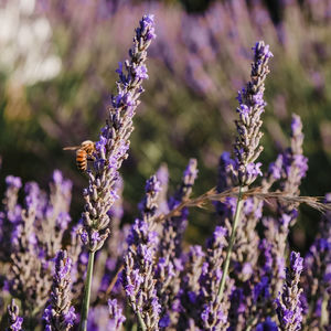 Close-up of insect on purple flowering plant