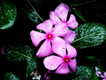 Close-up of wet pink flowers blooming outdoors